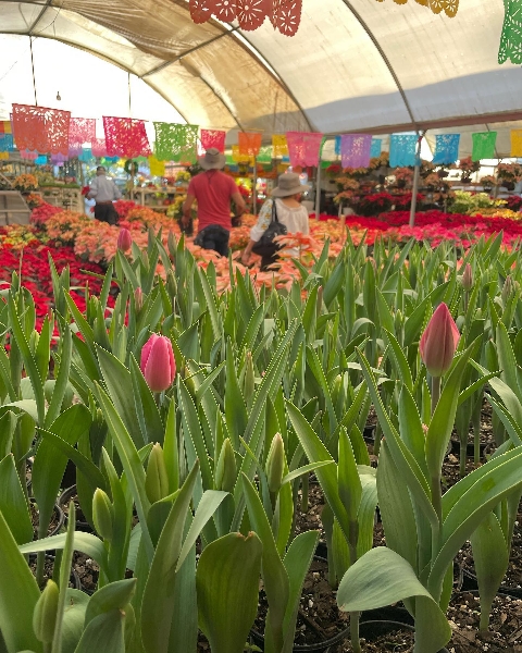 Es tiempo de tulipanes en los viveros de Atlixco